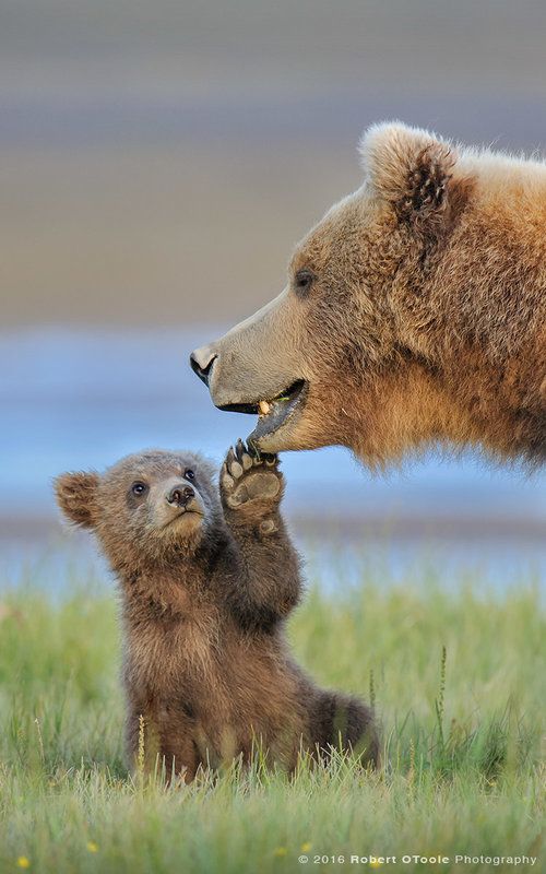 Fishermen Save Cute Bear Cubs in this Heartwarming Story